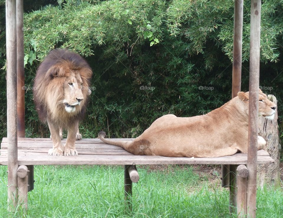 lion and lionness in Pereira