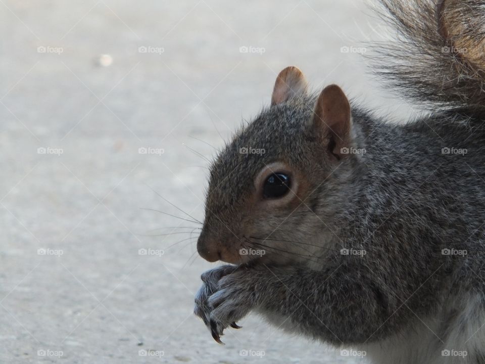 Eating nuts 