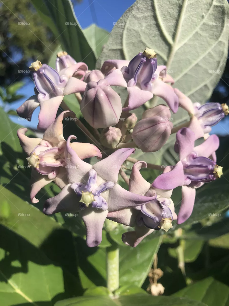 Milkweed 