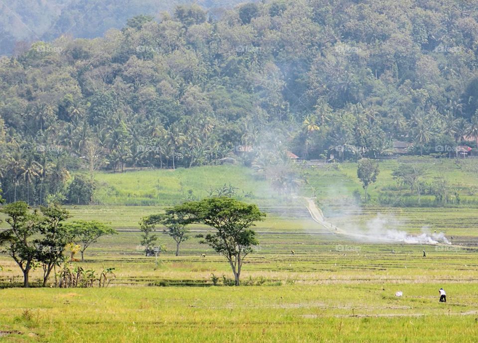 Indonesia's natural scenery in the Nanggulan Kulon Progo area in the rice field area. Indonesia is called an agrarian country because most of its population works in the agricultural sector.