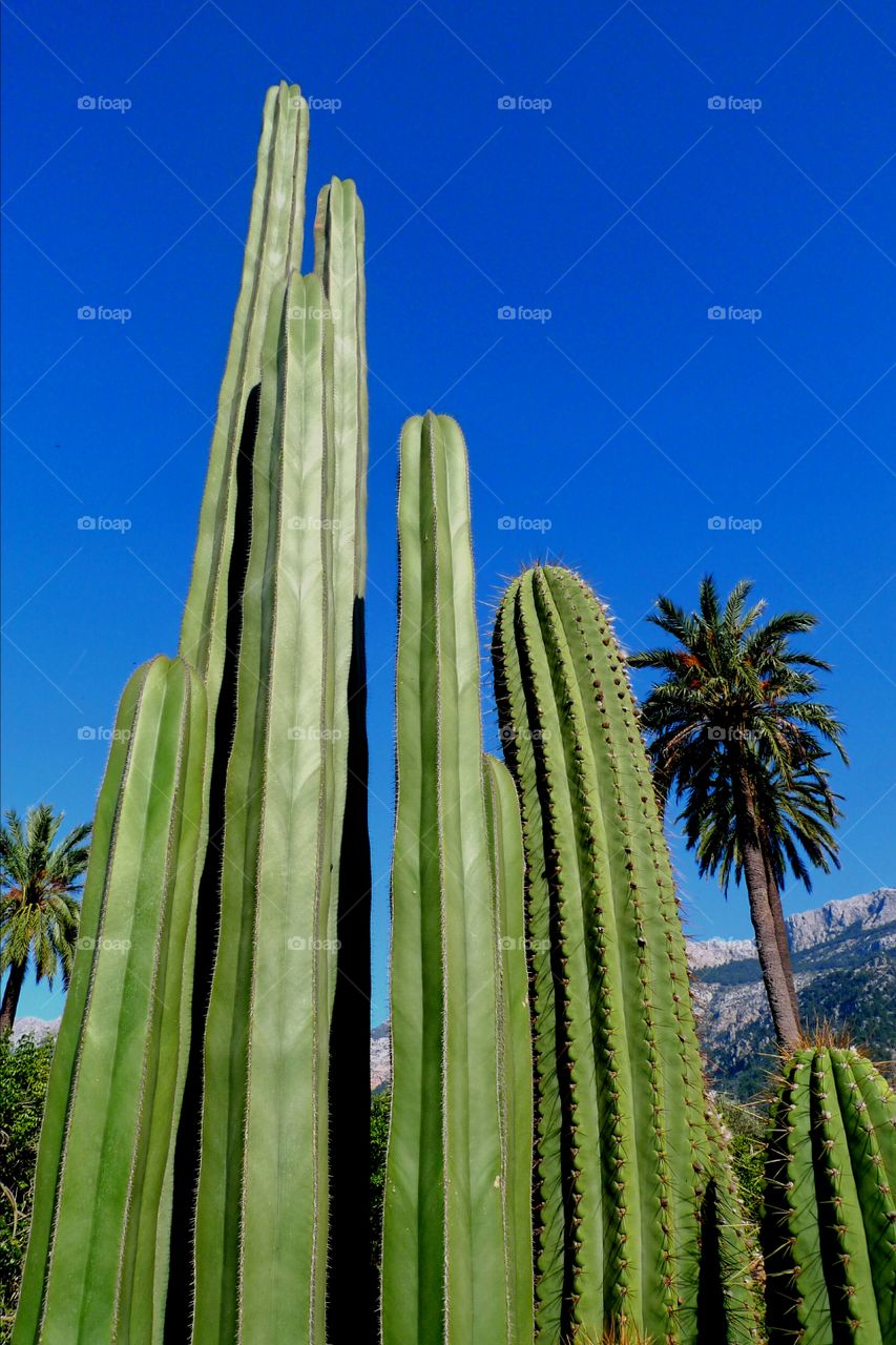 large cacti and palms in front of deep blue sky and mountains