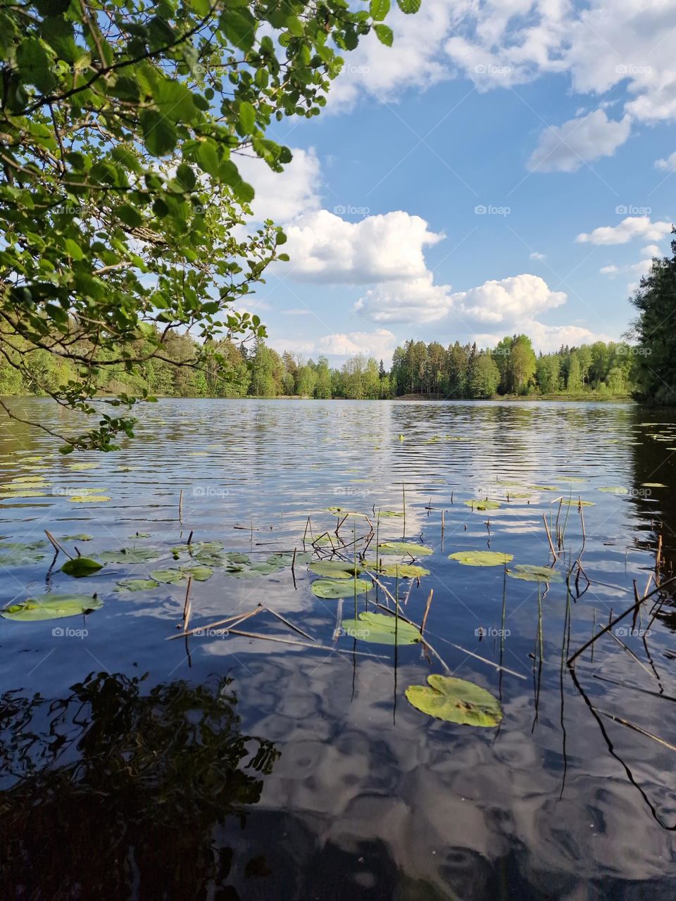 View on reflection of  sun on the lake