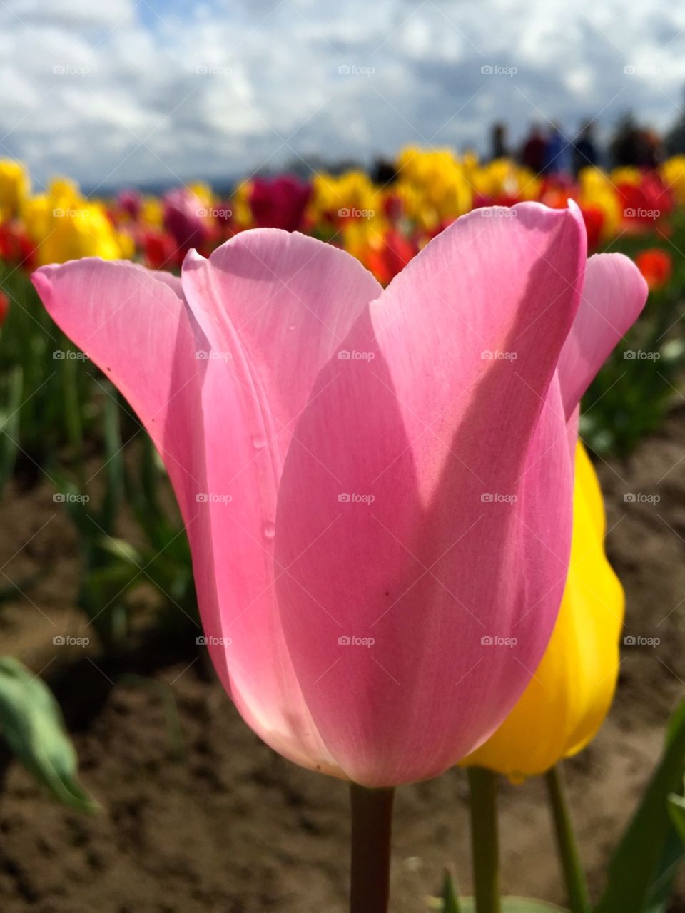 Pink Tulip. Pink tulip in field of tulips