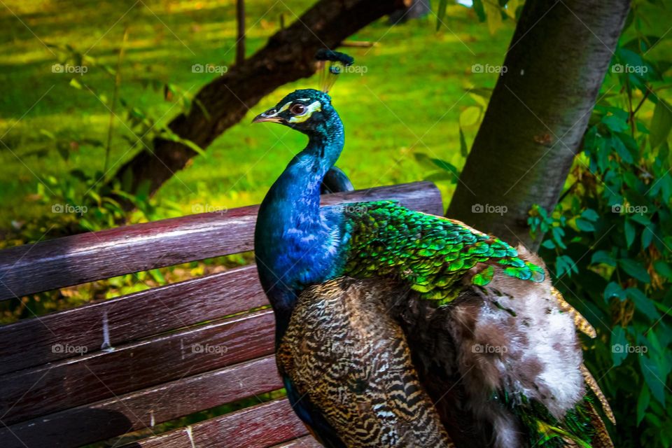 A peacock bird