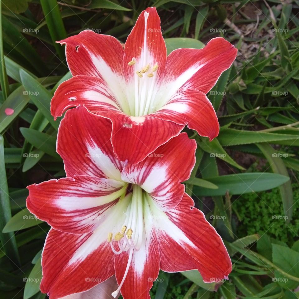 colored flower , feeling of spring