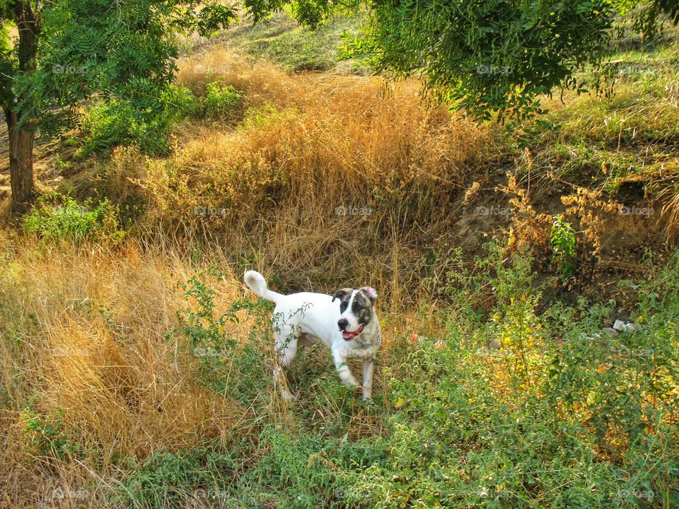 dog in the wild соба