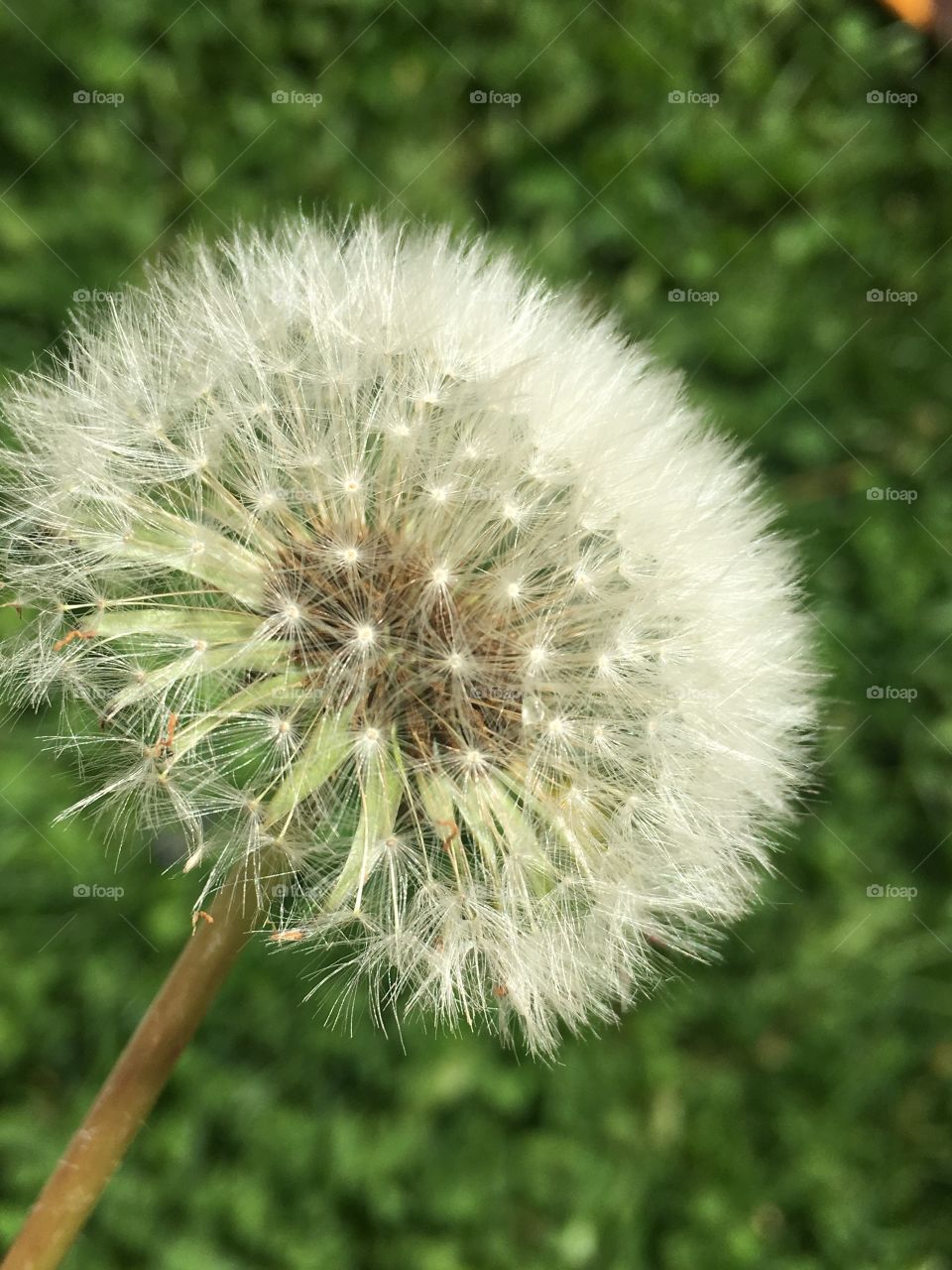 The delicate castle protects all within it.  A dandelion waiting for the first wisp to carry it into the wind 