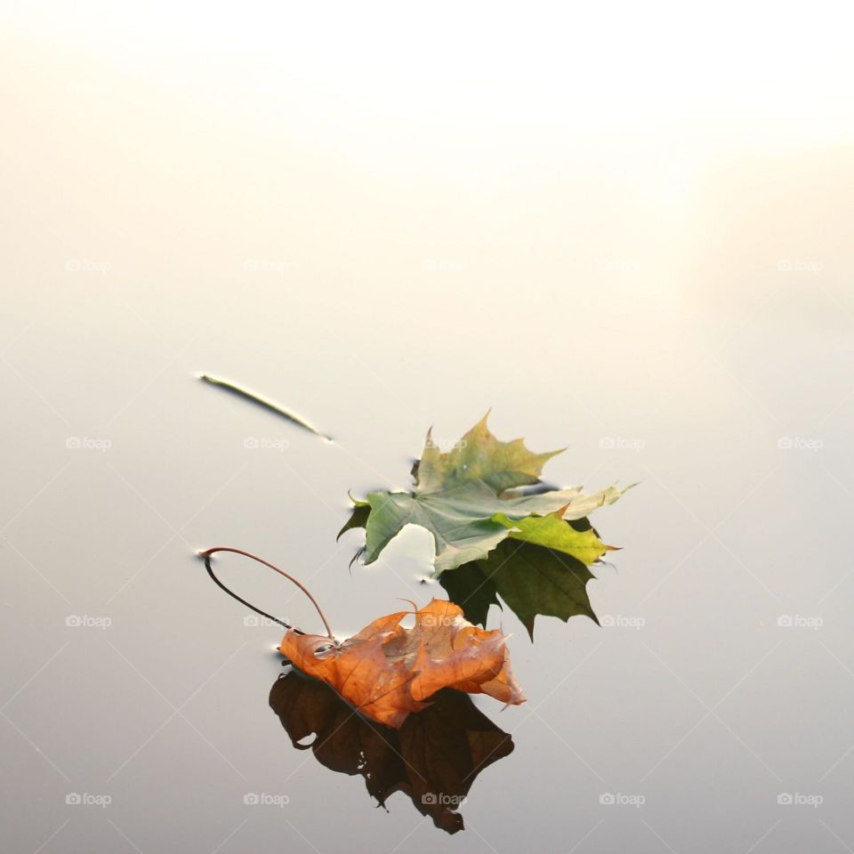 Fall, Nature, Leaf, Fly, Sky