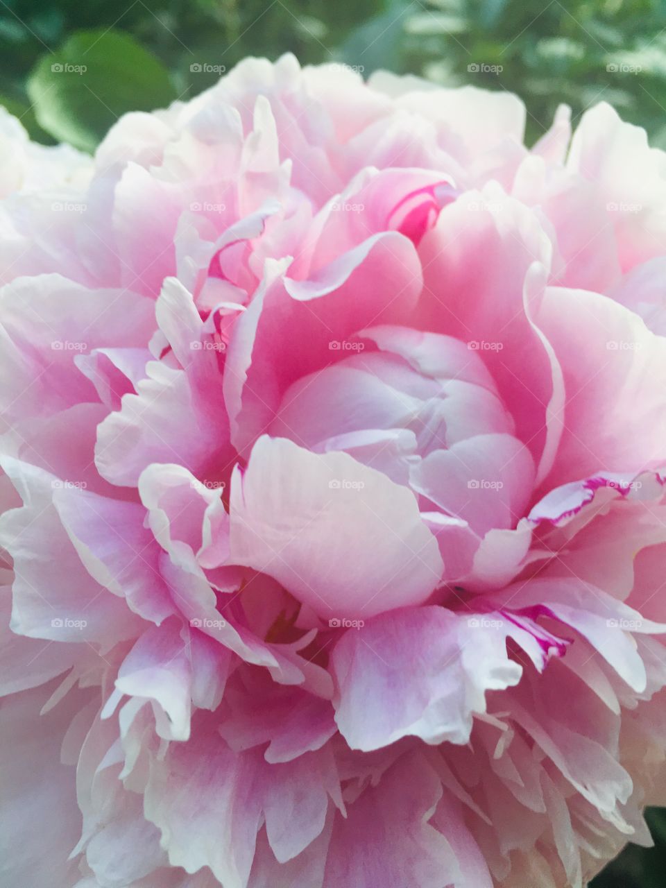 Layers of Pink Peony