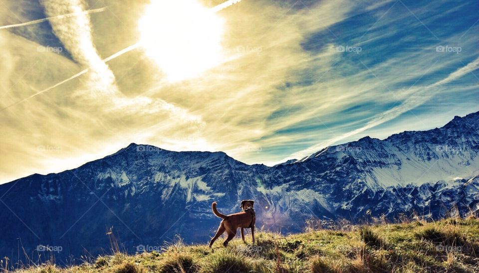 dog in the swiss alps.