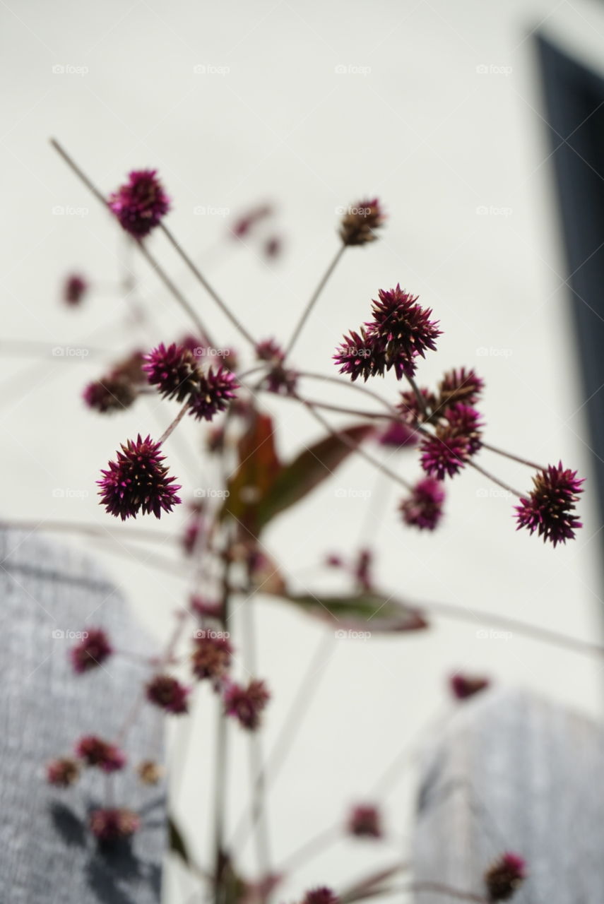 Spring Flowers