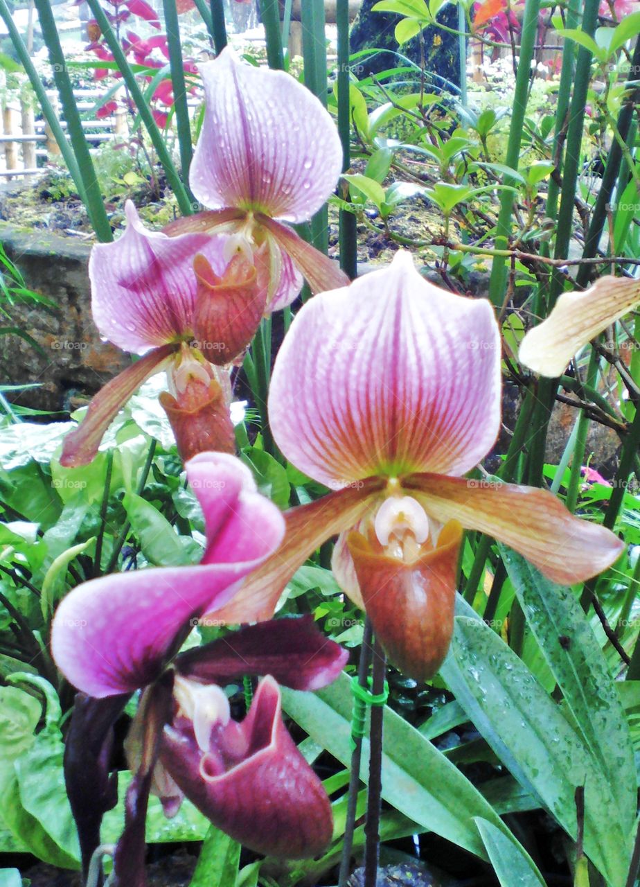 Close up of orchid flower