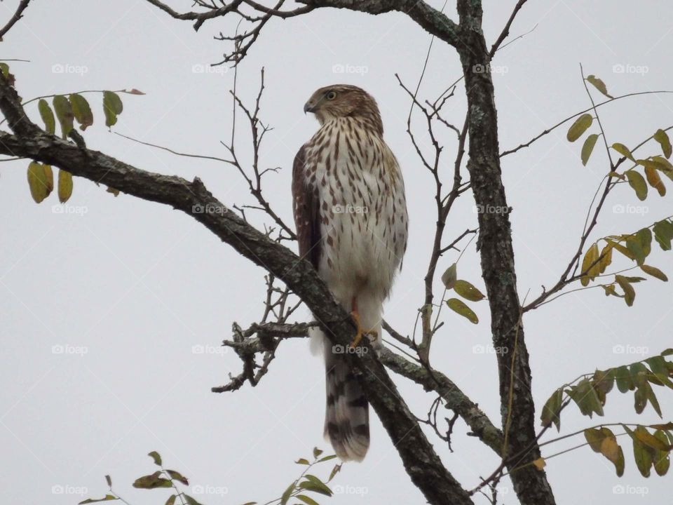 hawk enjoying a autumn day