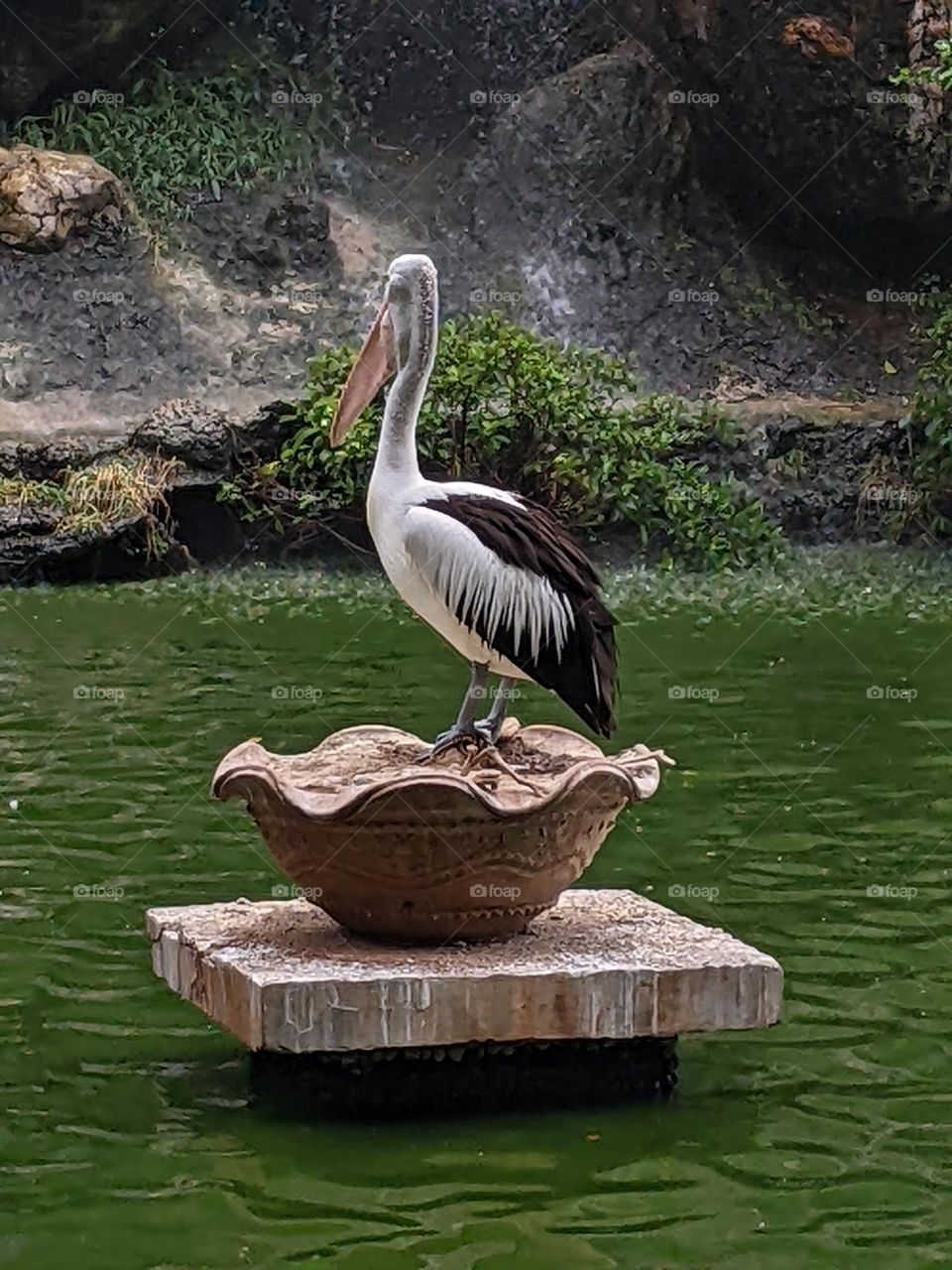 a pelican standing in a plant pot in the middle of the pond