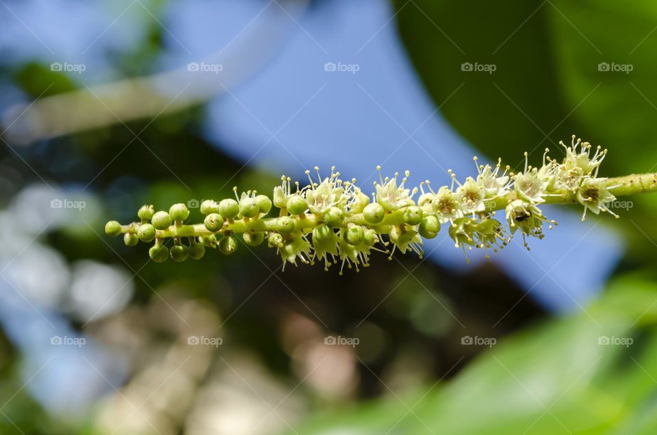 Isolated Malabar Almond Blossom