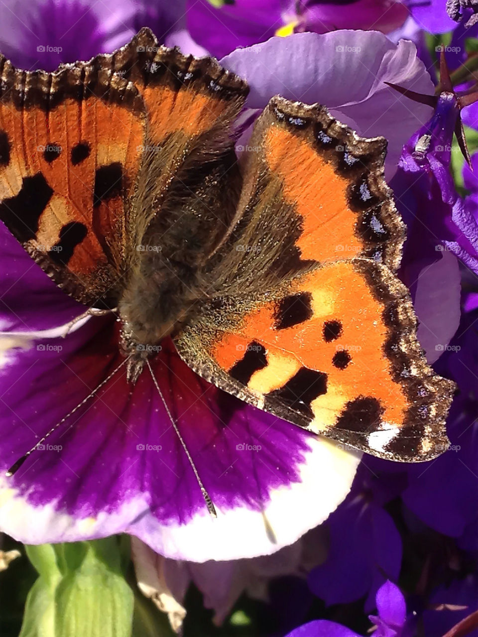 sweden garden butterfly fjäril by elluca
