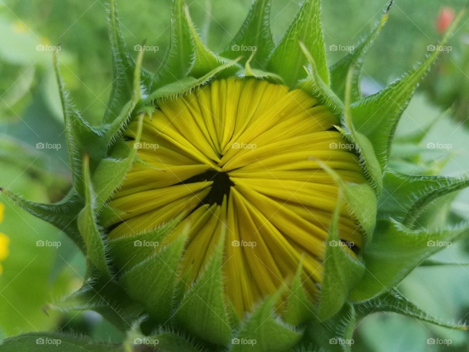 Sunflower budding
