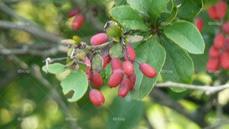 Früchte einer Berberitze
