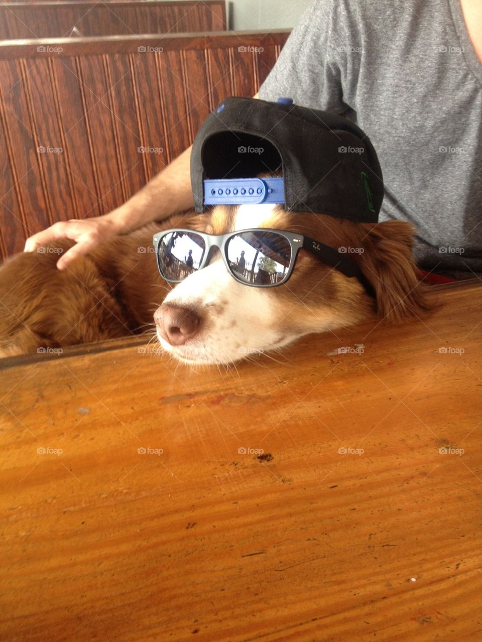 Dog at a bar 