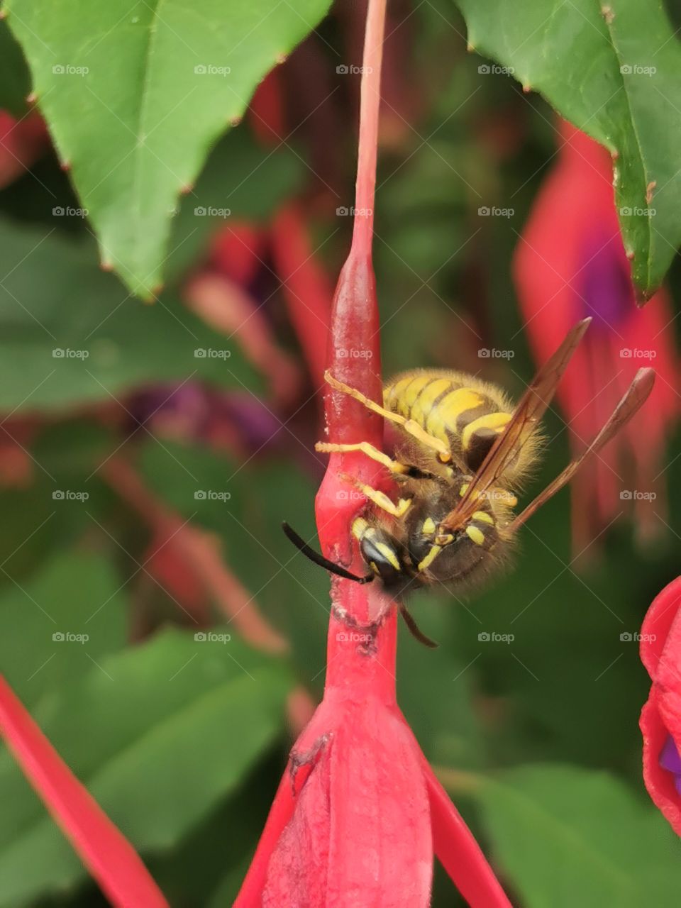 Ground yellow jacket wasp