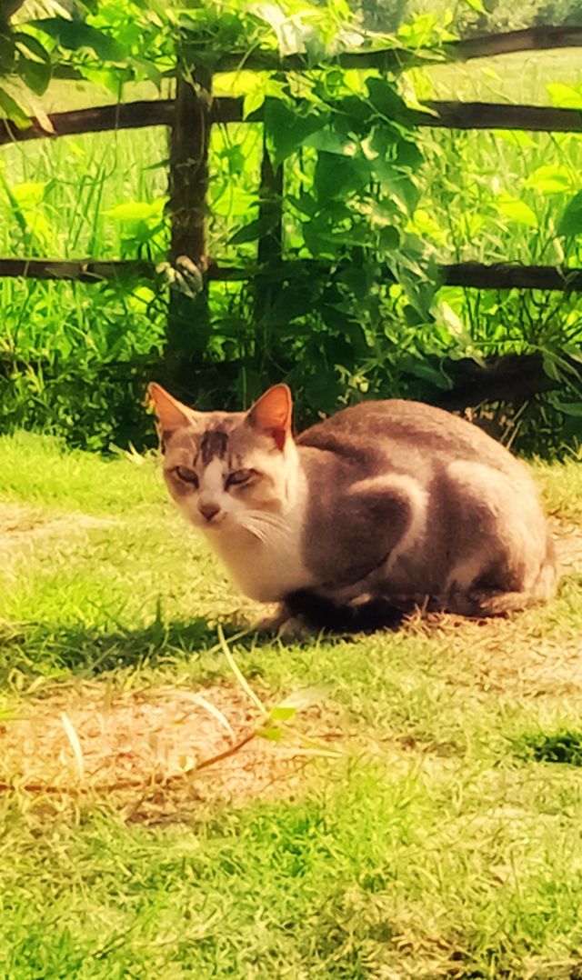 Cute cat