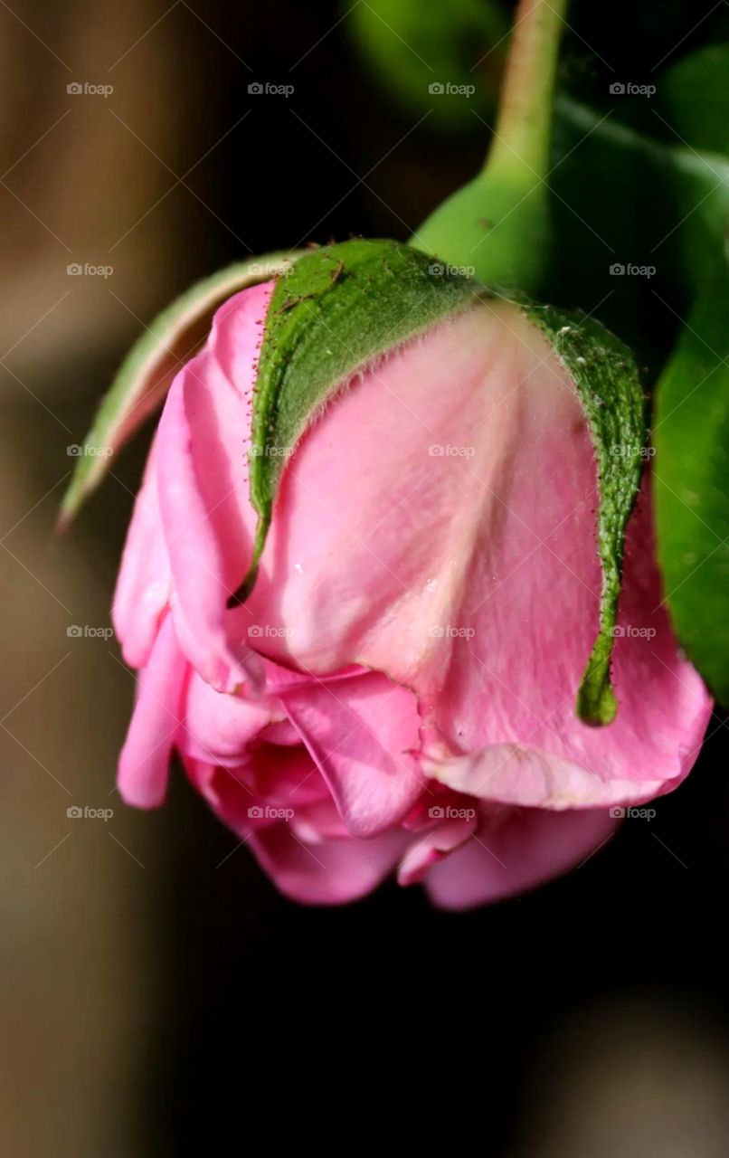 beautiful pink rose flower buds pink colour rose looks nice and beautiful