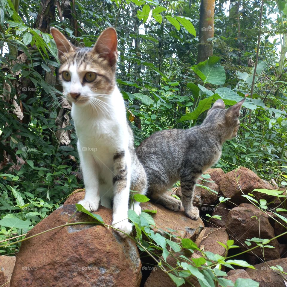 Two kittens are on the stone rock