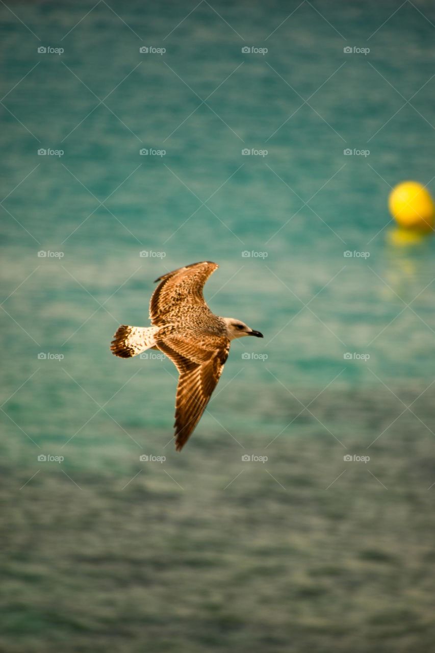 A stunning capture of a seagull in mid-flight over the turquoise waters. The bird’s wings are fully extended, while a distant yellow buoy adds a subtle contrast to the ocean.