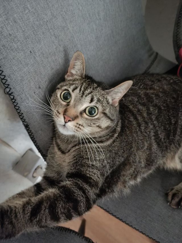 gato malo 🤣