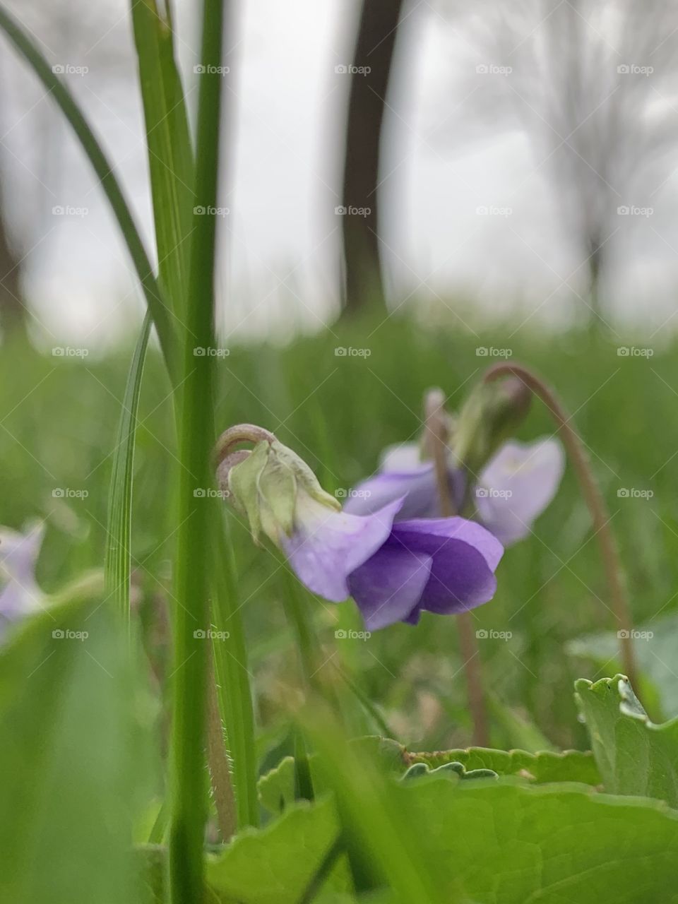 Side view of a wild violet in the grass against a blurred tree trunk in a rural setting