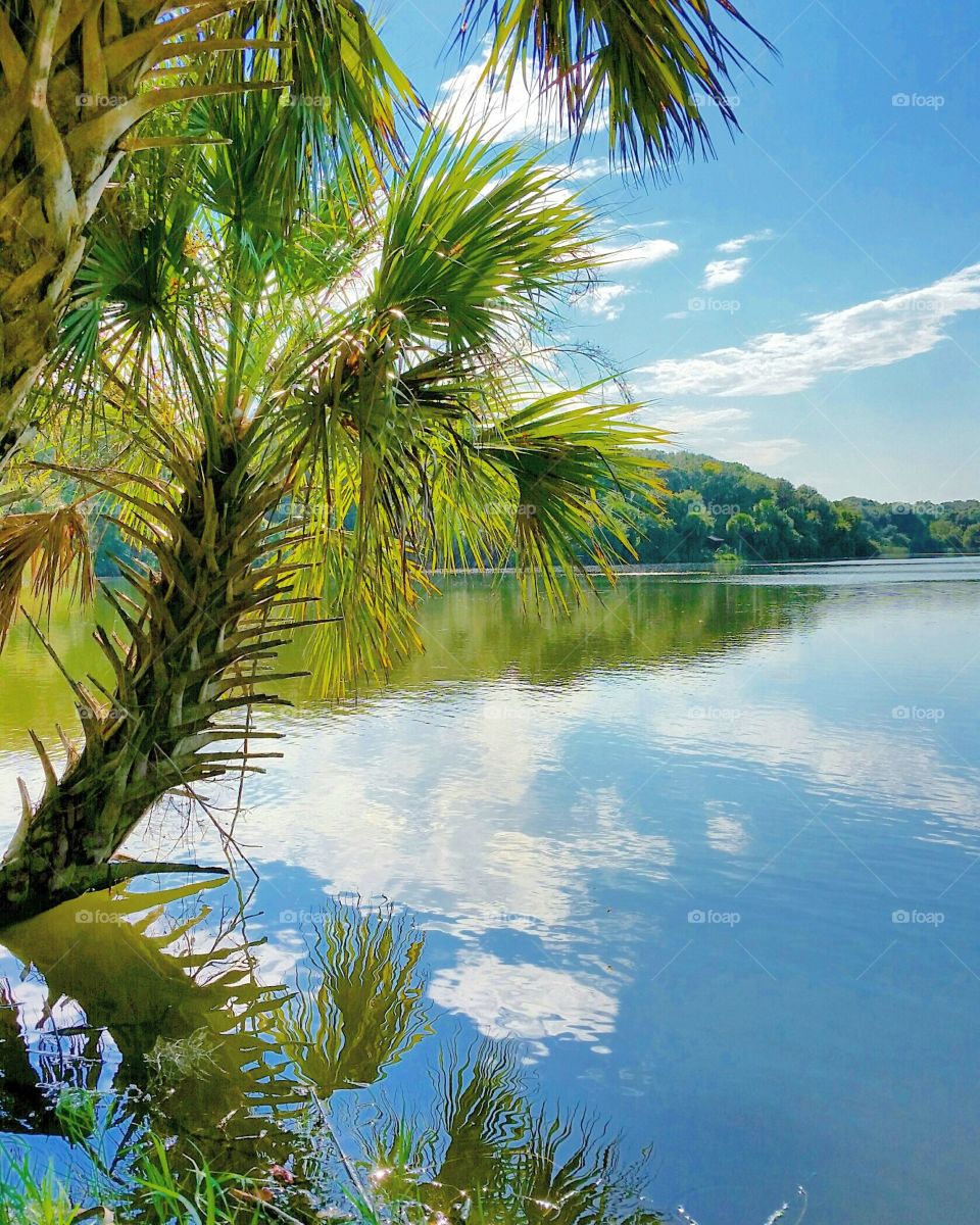 Palm tree reflecting on lake