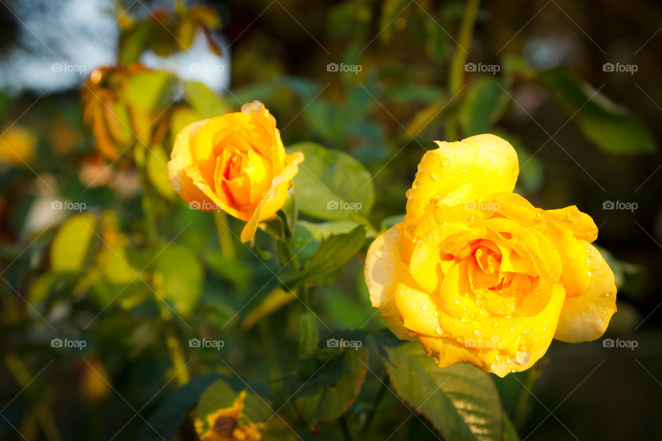 golden rose. yellow rose in garden