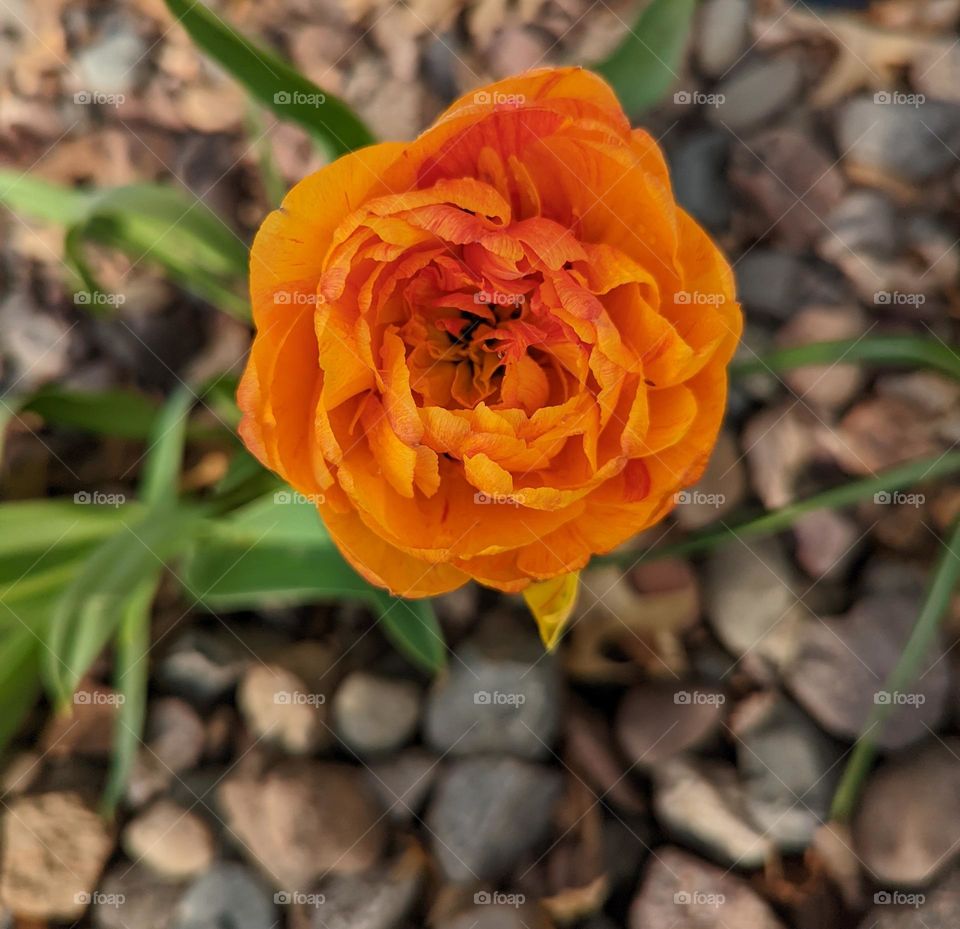 Fancy tulip