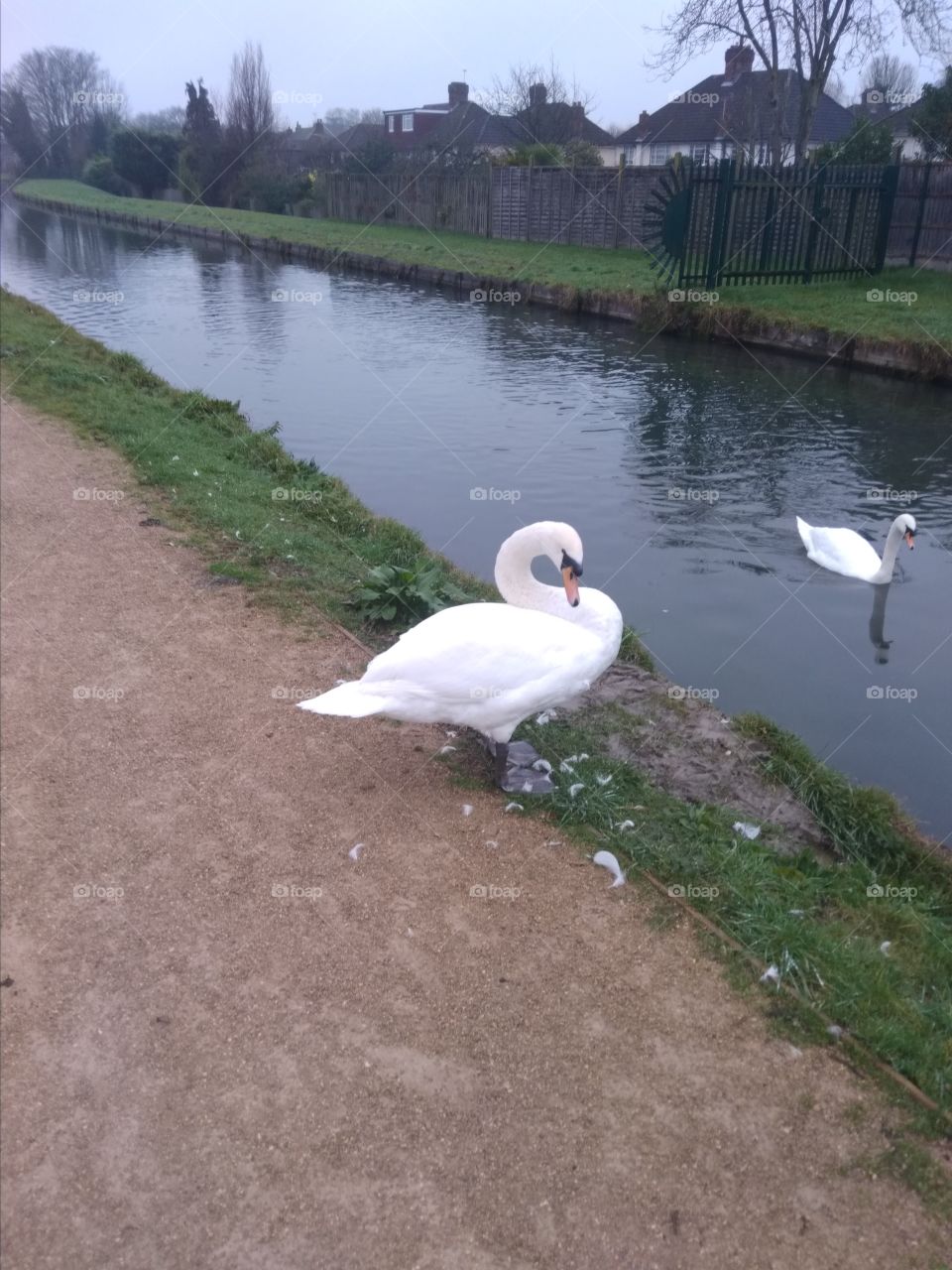 English White Swan