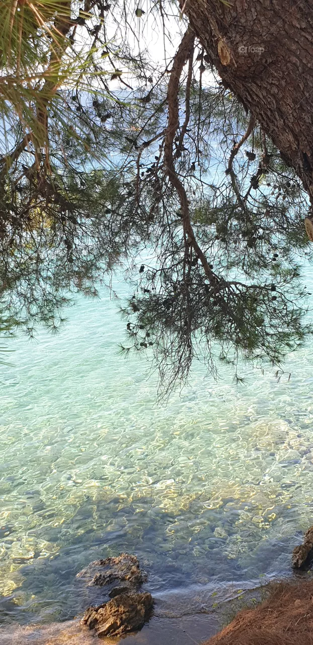 under the pine tree