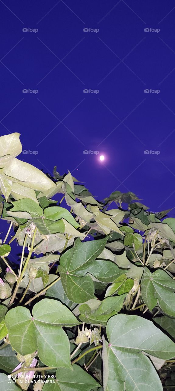 The moon looks beautiful. At night, the moon seems very low.