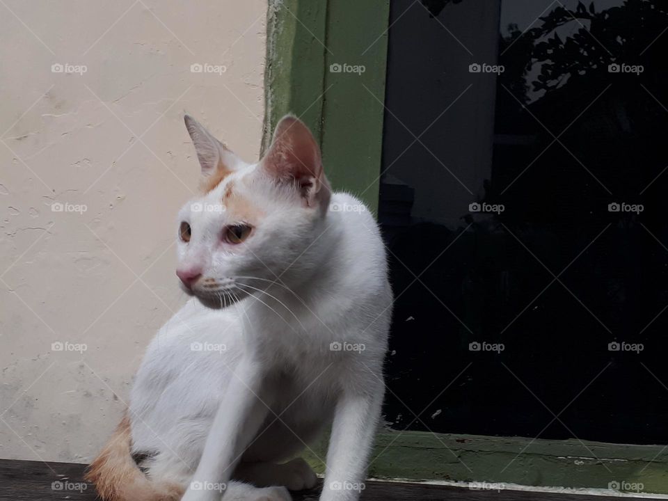 collection of cute and adorable cats