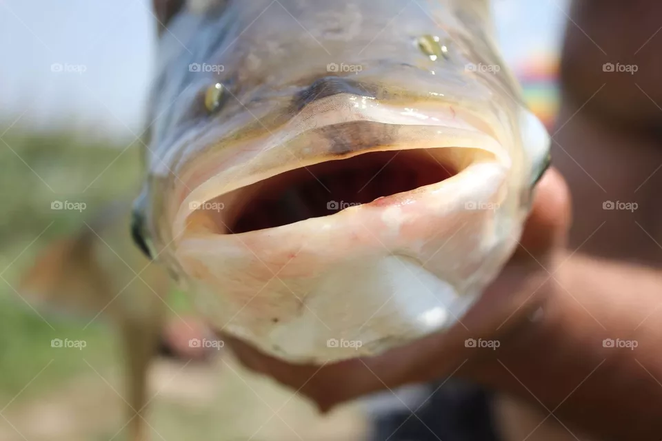 Fish