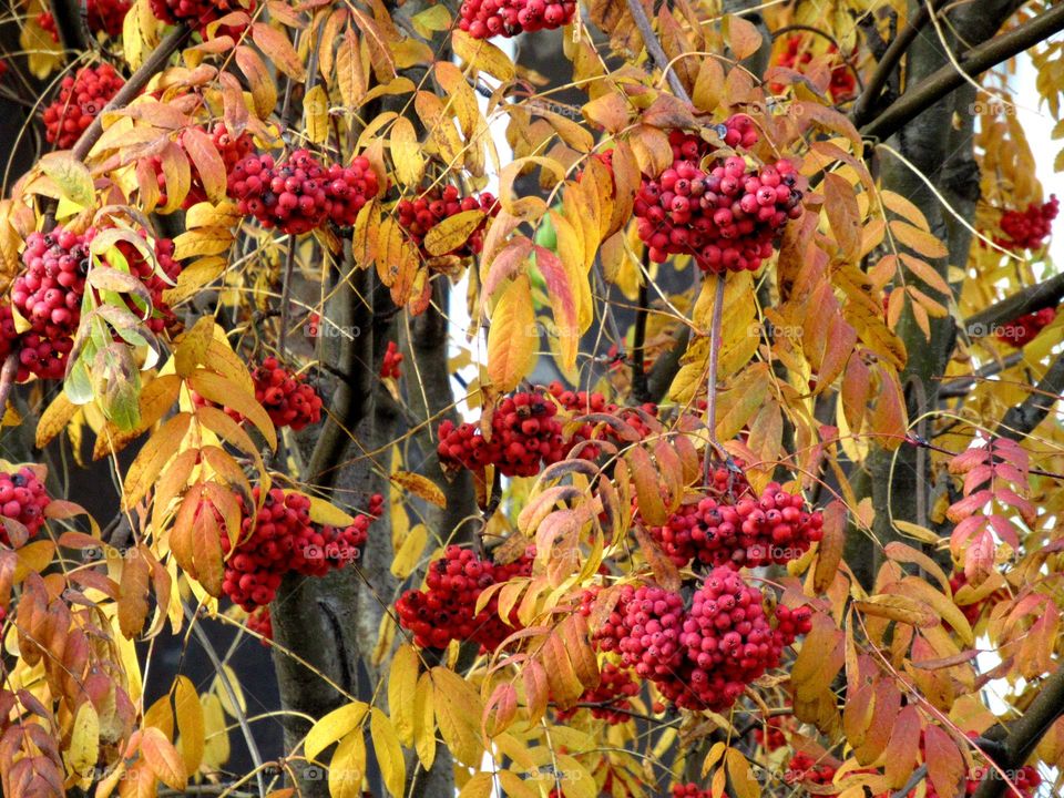 red rowan is a symbol of autumn, we are waiting for frost, a delicious berry