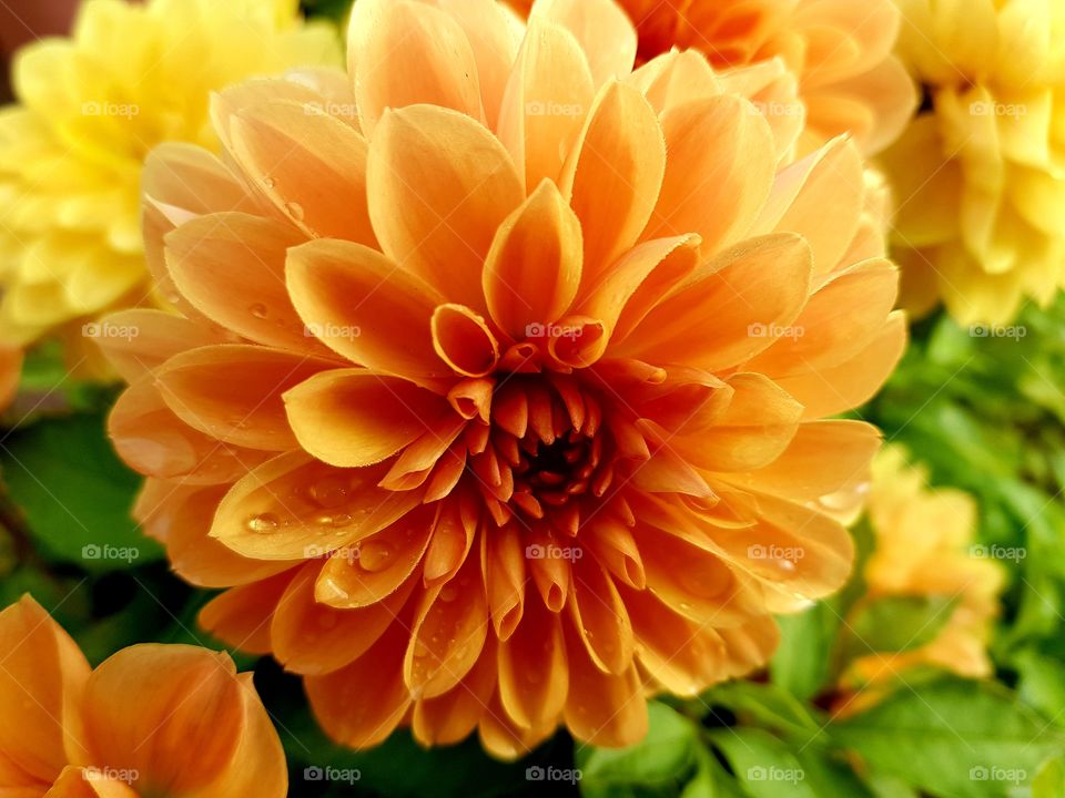 Blooming dahlia