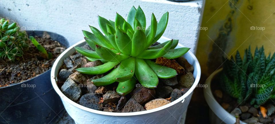 Echeveria agavoides or lipstick echeveria is a species of flowering plant