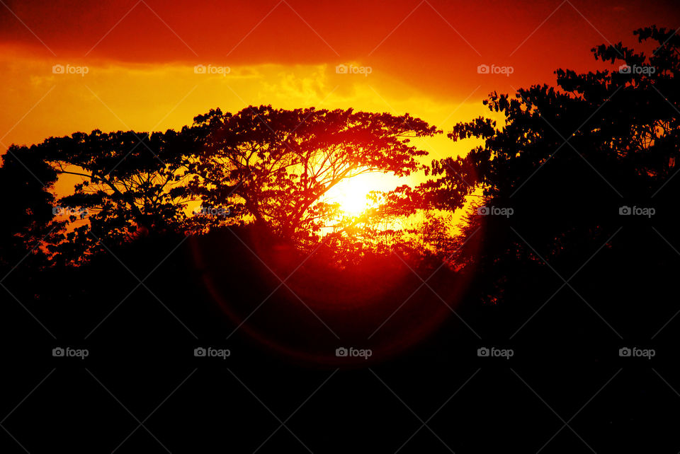 Sunset Trees Silhouette