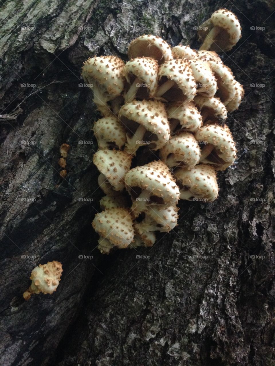 Cluster of unique mushrooms on tree
