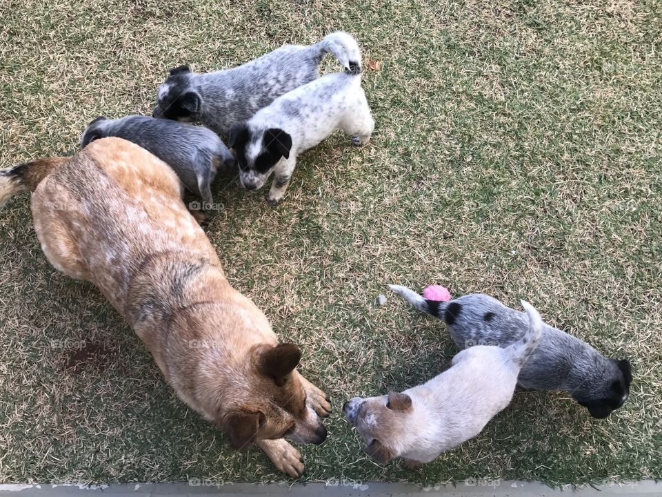 Heelers - Mother and Puppies ❤️