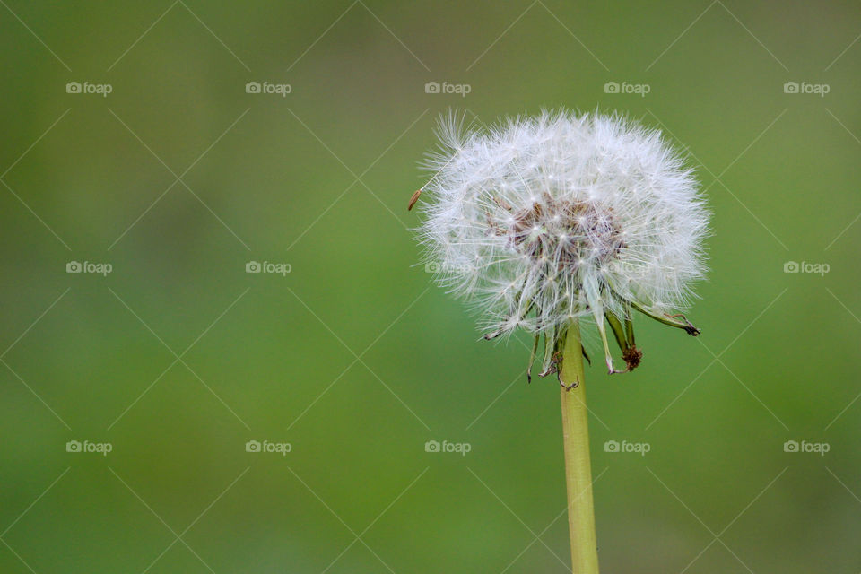 Portrait of plant, dandelion.