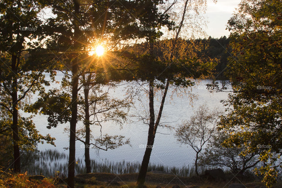 Sunrays in the forest by the lake