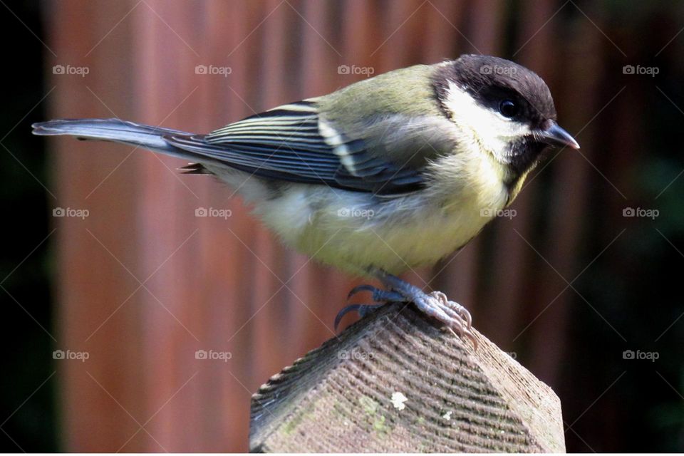 chickadee