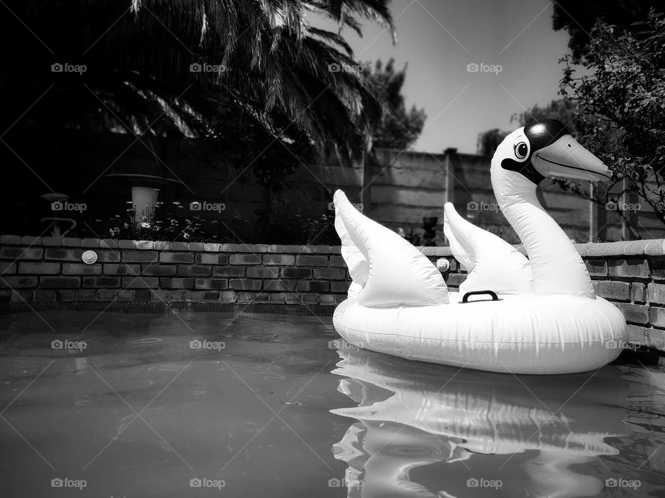 Inflatable Pool Float, Swan