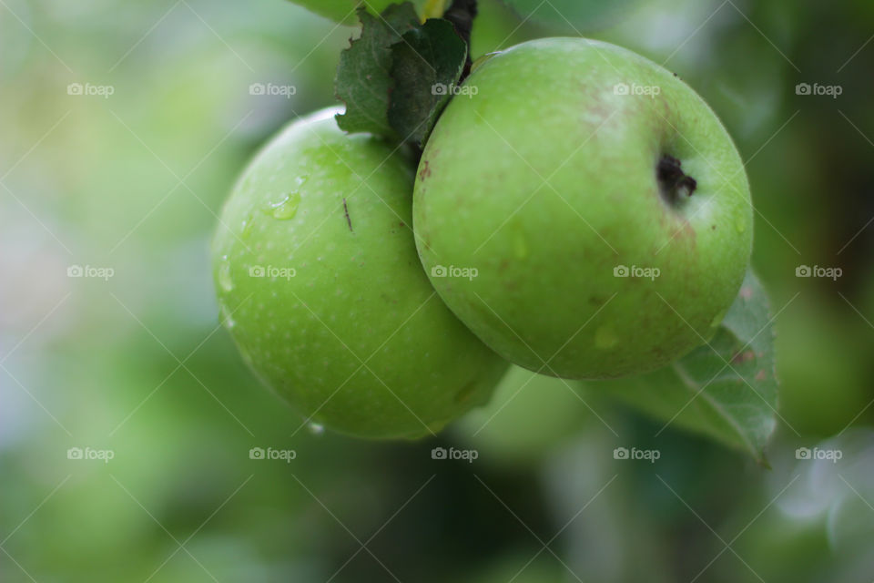 Apple after rain 