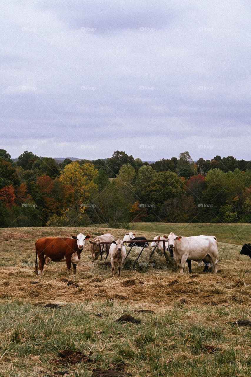 Fall Wins I